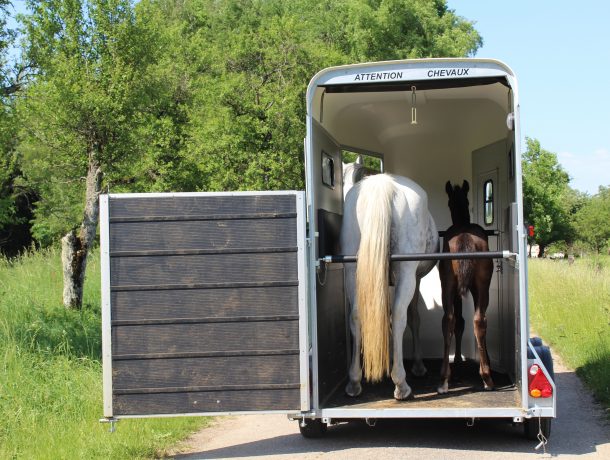 Cheval Liberte Touring One Horse Trailer 4 - Berkshire County Trailers
